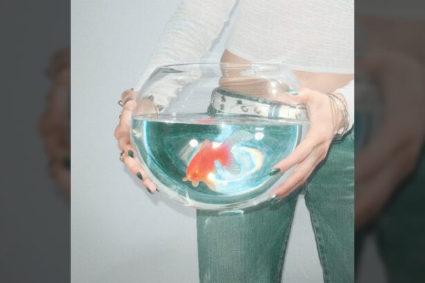 Capa do álbum frog song de fish narc