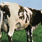 Atom Heart Mother - Pink Floyd Foto: Reproudção