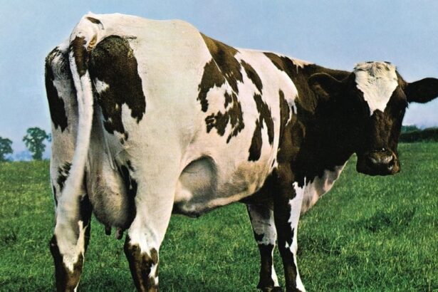 Atom Heart Mother - Pink Floyd Foto: Reproudção